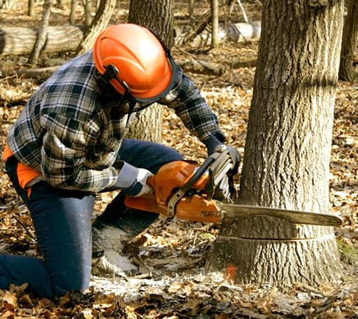 Tree Removal in Mount Enterprise, TX